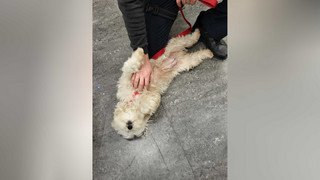 Happy End für Fundhund in Fulda