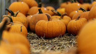 Herbst in Hessen: Diese Feste locken jetzt