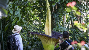 Seltene Knolle aus Botanischem Garten in Göttingen gestohlen