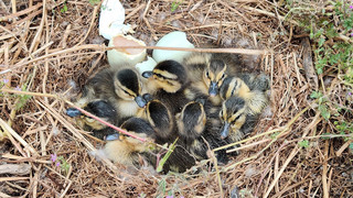 Süßer Nachwuchs in Offenbach: Enten-Küken am Polizeipräsidium