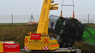 Umgekippter Tiertransporter blockt Verkehr auf der A49 - Schweine irren umher
