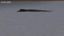 Buckelwal lebt – Experten sollen Gesundheitszustand prüfen