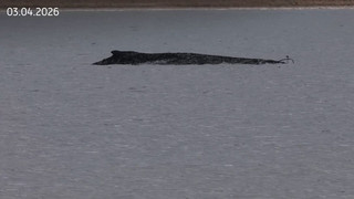 Buckelwal lebt – Experten sollen Gesundheitszustand prüfen