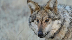 3.500 Wölfe, 19 Angriffe: Was hinter der Wolfs-Panik in Italien steckt