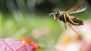 Wespen-Fakten: Warum schwirren Wespen um das Essen?