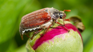 Mai- oder Junikäfer? Das sind die Unterschiede