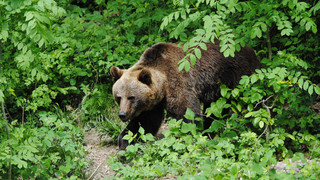 Fasanerie Wiesbaden: Braunbärin Troxi ist tot
