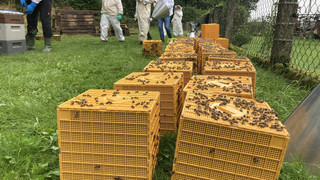 Amerikanischen Faulbrut: Bienenrettung in Lich