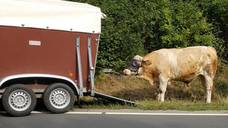 Verlorenes Rind schwimmt durch Fulda und entkommt Polizei