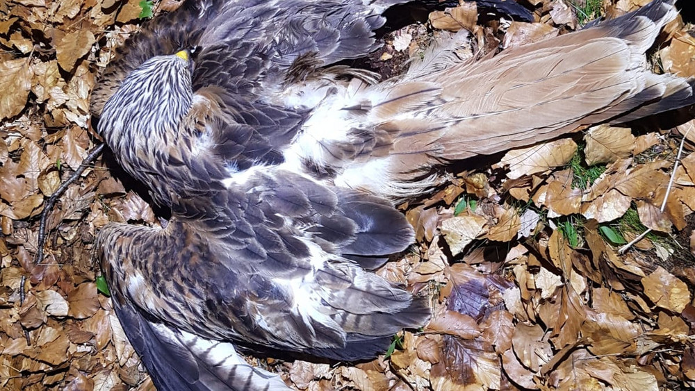 Der tote Rotmilan-Muttervogel wurde aus dem Horst geborgen.
