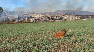 Millionenschaden: Brand auf einem Geflügelhof in Grosselfingen