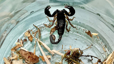 Skorpion auf Balkon in Walldorf entdeckt