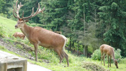 Abenteuerführung im Wildtierpark Gonsenheim