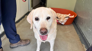 Gestohlener Hund nach sieben Jahren mit Besitzern vereint
