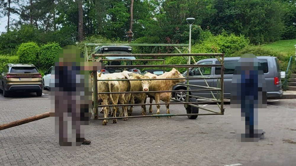 In Wolfhagen sind sechs Rinder in die Notaufnahme einer Klinik marschiert. 