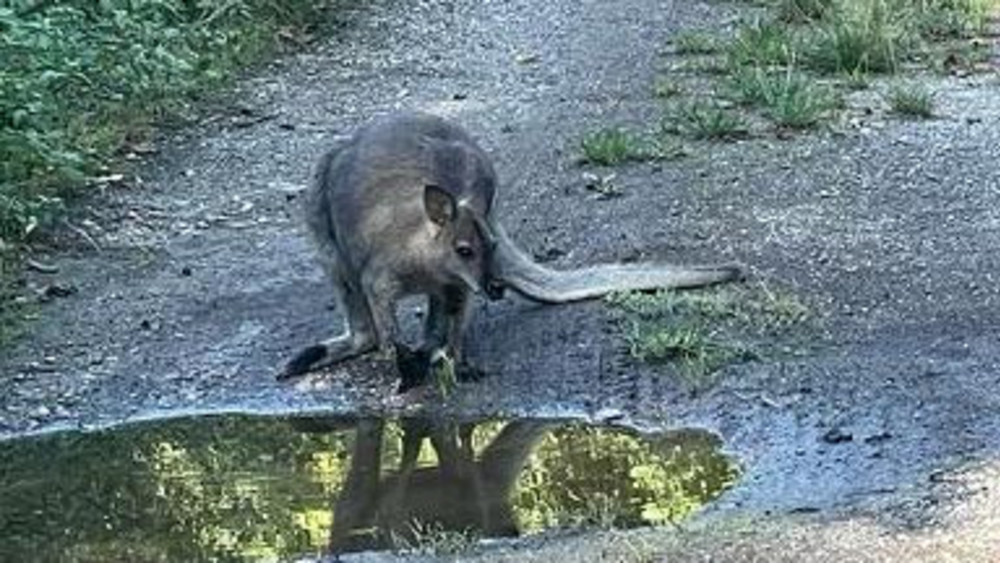 Das weibliche Känguru, das auf diesem Bild zu sehen ist, wurde wieder eingefangen. Das männliche Tier ist von einem Zug erfasst und getötet worden.