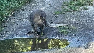 Ausgebüxte Kängurus in Sontra: Vom Männchen fehlt jede Spur