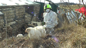 Lkw kippt um - Tausende Hühner laufen auf A36 herum
