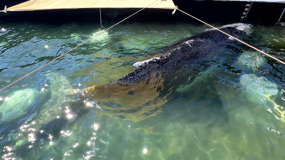 Weitere Entwicklung zum Buckelwal in der Ostsee