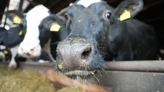 Gießener Gießen: Bio-Bauer darf keine Kühe mehr halten