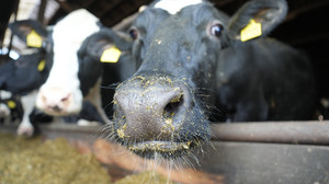 Gießener Gießen: Bio-Bauer darf keine Kühe mehr halten