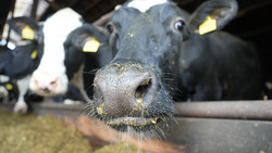 Gießener Gießen: Bio-Bauer darf keine Kühe mehr halten
