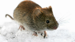 Mundschutz tragen: Main-Kinzig-Kreis warnt vor Hanta-Virus