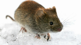 Hantavirus: Main-Kinzig-Kreis mahnt zur Vorsicht