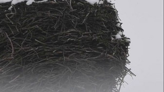 Ankunft der Glücksboten: Die ersten Störche sind zurück