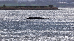 Gutachten zu Buckelwal heute erwartet