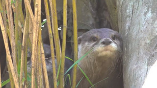 Klein und knuffig: Otternachwuchs im Tierpark Ströhen
