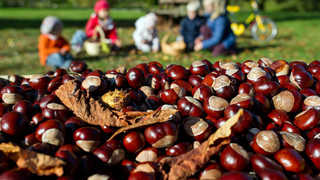 Kastanien als Waschmittel: 8 Tipps für den Herbst