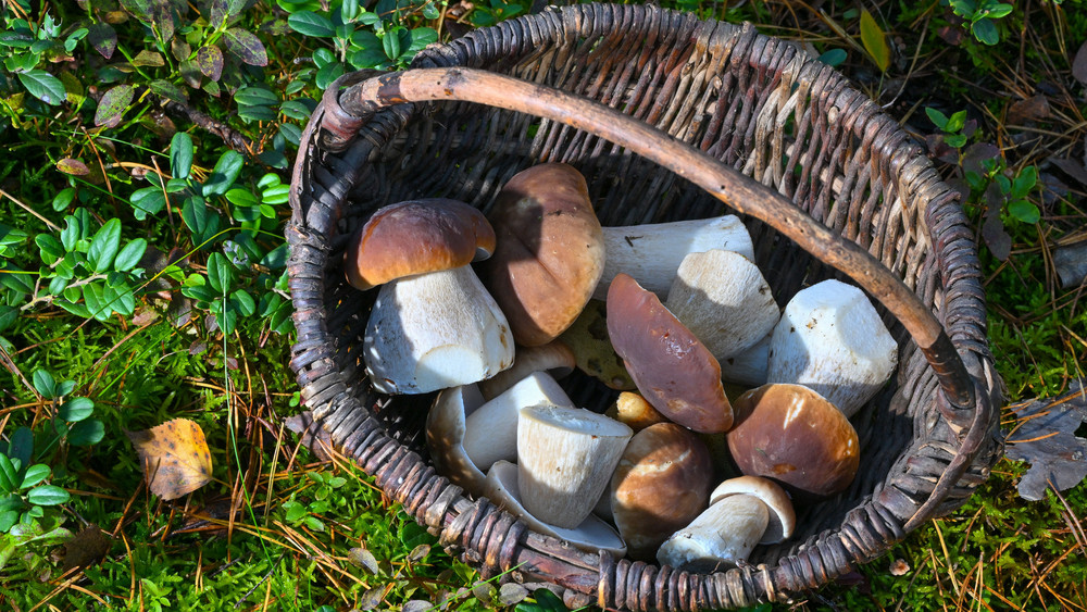 Frisch gesammelte Steinpilze liegen in einem Korb in einem Wald in Ostbrandenburg. Der Steinpilz ist ein hervorragender Speisepilz