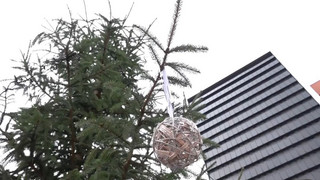 «Little Ugly Christmas Tree»: Holzminden macht aus Spott um Tanne eine Spendenaktion