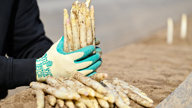 Spargel-Ernte startet in Südhessen nun auch offiziell