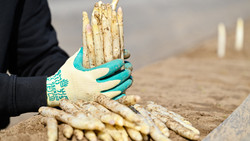 Spargel-Ernte startet in Südhessen nun auch offiziell