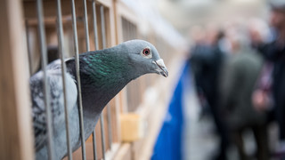 Unbekannte stehlen über 100 Tauben in Südhessen