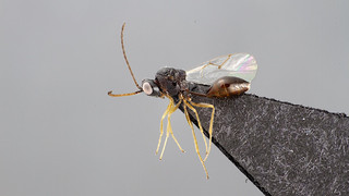 Unbekannte Wespenart in Nordhessen entdeckt: Sie heißt "Martina"