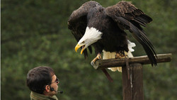 Hofgeismar: Sababurg Tierpark