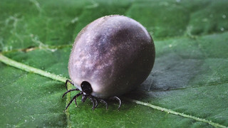 Irrtümer über Zecken: Wir klären auf.