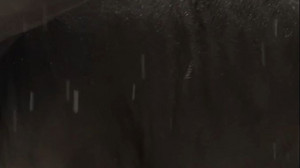 Wenn’s am Hintern kitzelt: Clevere Kuh weiß Abhilfe