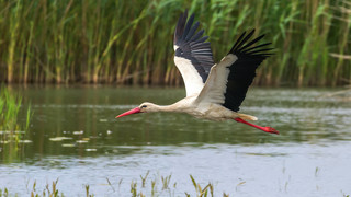 Storchen-Webcams in Hessen: Sei live im Nest dabei