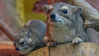 Kronberg: Süßer Neuzugang - zwei Buschschliefer geboren