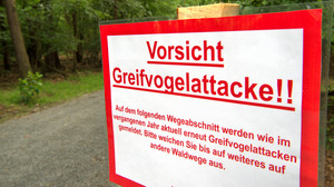 Vorsicht vor Bussard-Angriffen: Tipps für Jogger und Mountainbiker