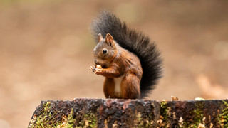 Mainz stoppt Mähroboter nachts zum Schutz der Igel