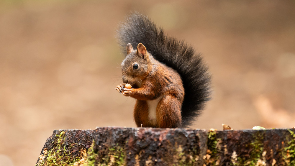 Viele Tiere bereiten sich im Herbst auf den Winter vor. Wir Menschen können sie dabei unterstützen.