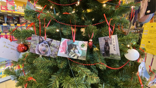 Tierheim Beuern in Felsberg: Drei Wunschbäume für die Vierbeiner