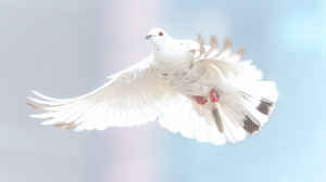 Kreuz und Quer am 19. und 20. Mai - Pfingsten