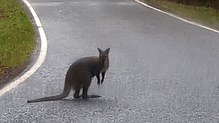 Polizei im Saarland sucht nach einem Känguru