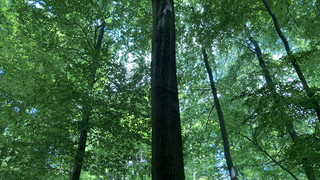 Internationaler Tag der Wälder: Baumpflanzaktionen zum Mitmachen